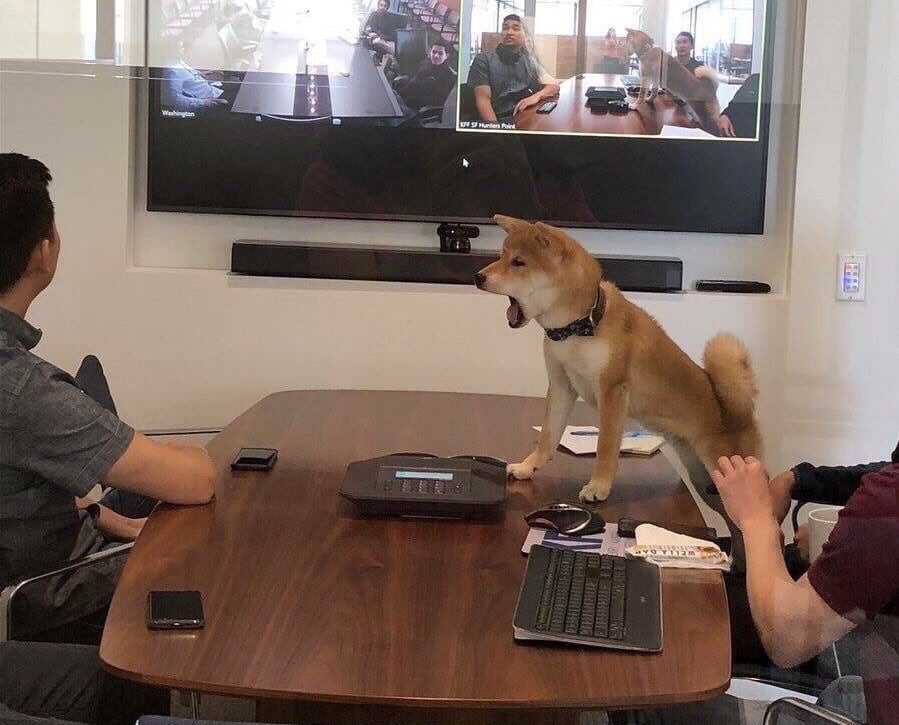 Dog barking in board room