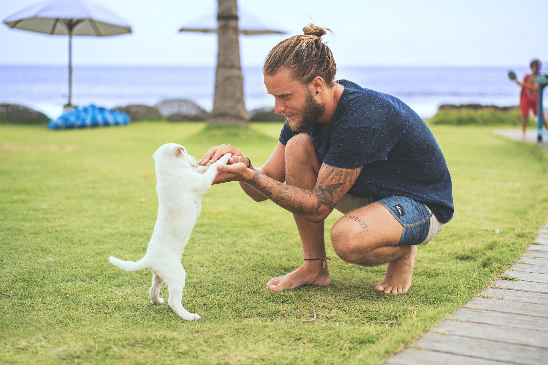 海辺の公園で、かっこいい男性が白い子犬と遊んでいる